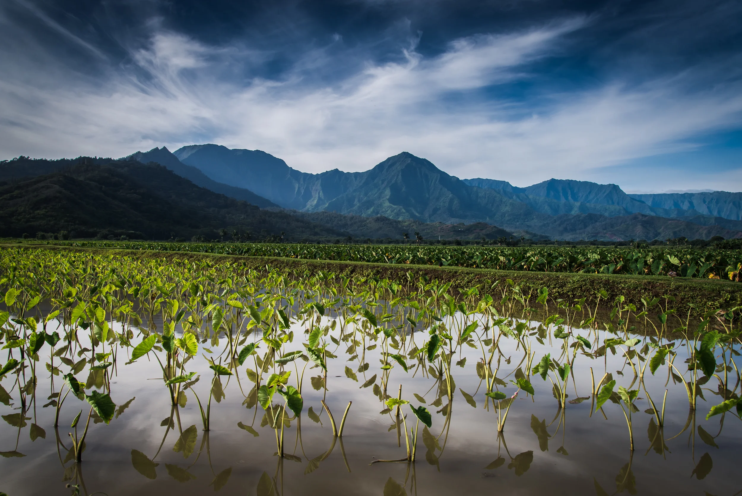PLP_Hawaii_Kuaui_2014-6.jpg