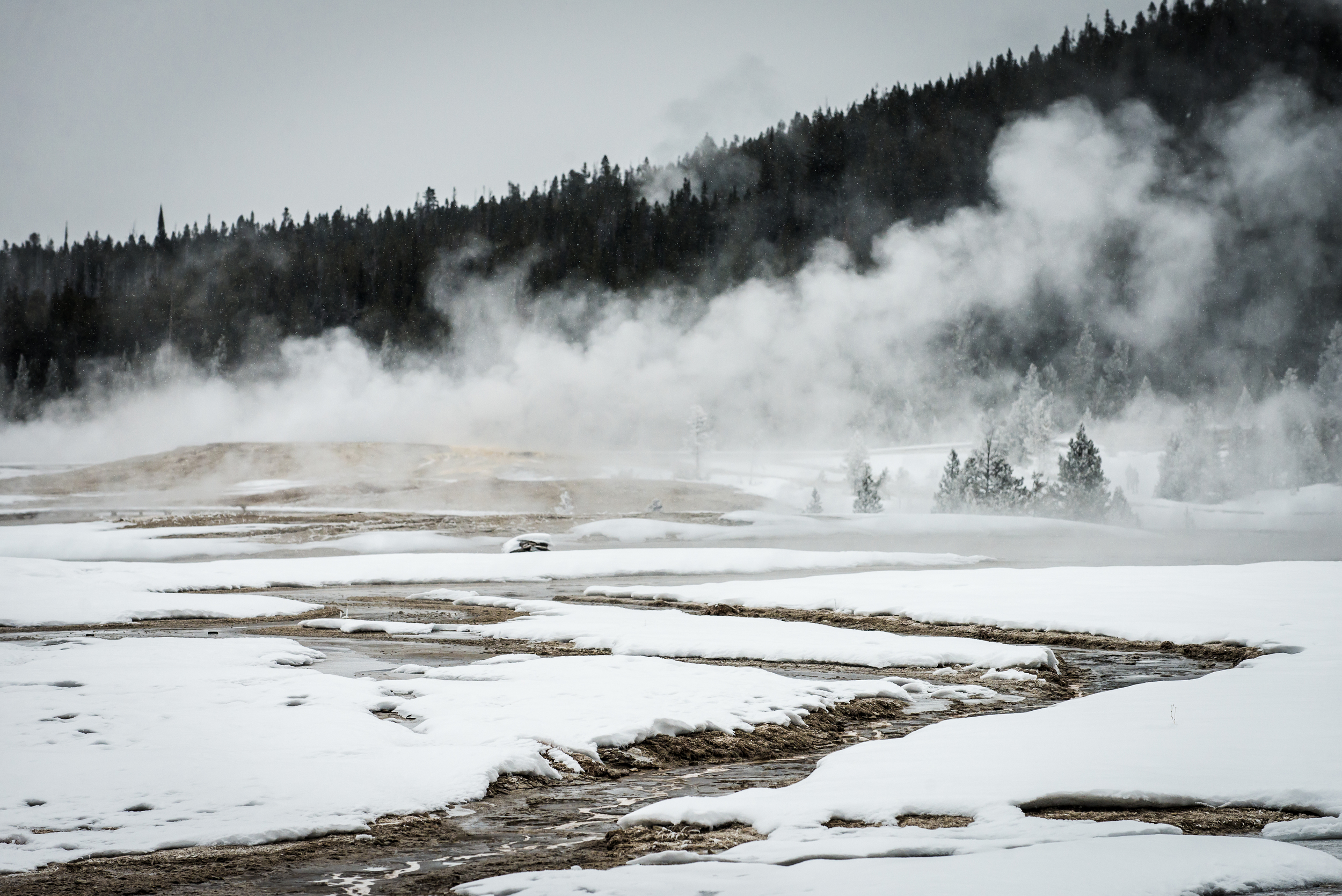 PLP_Yellowstone_2014-27.jpg