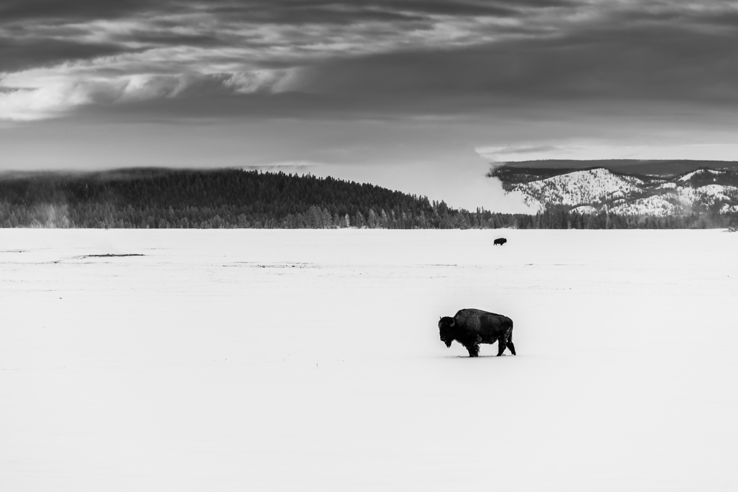 PLP_Yellowstone_2014-29.jpg