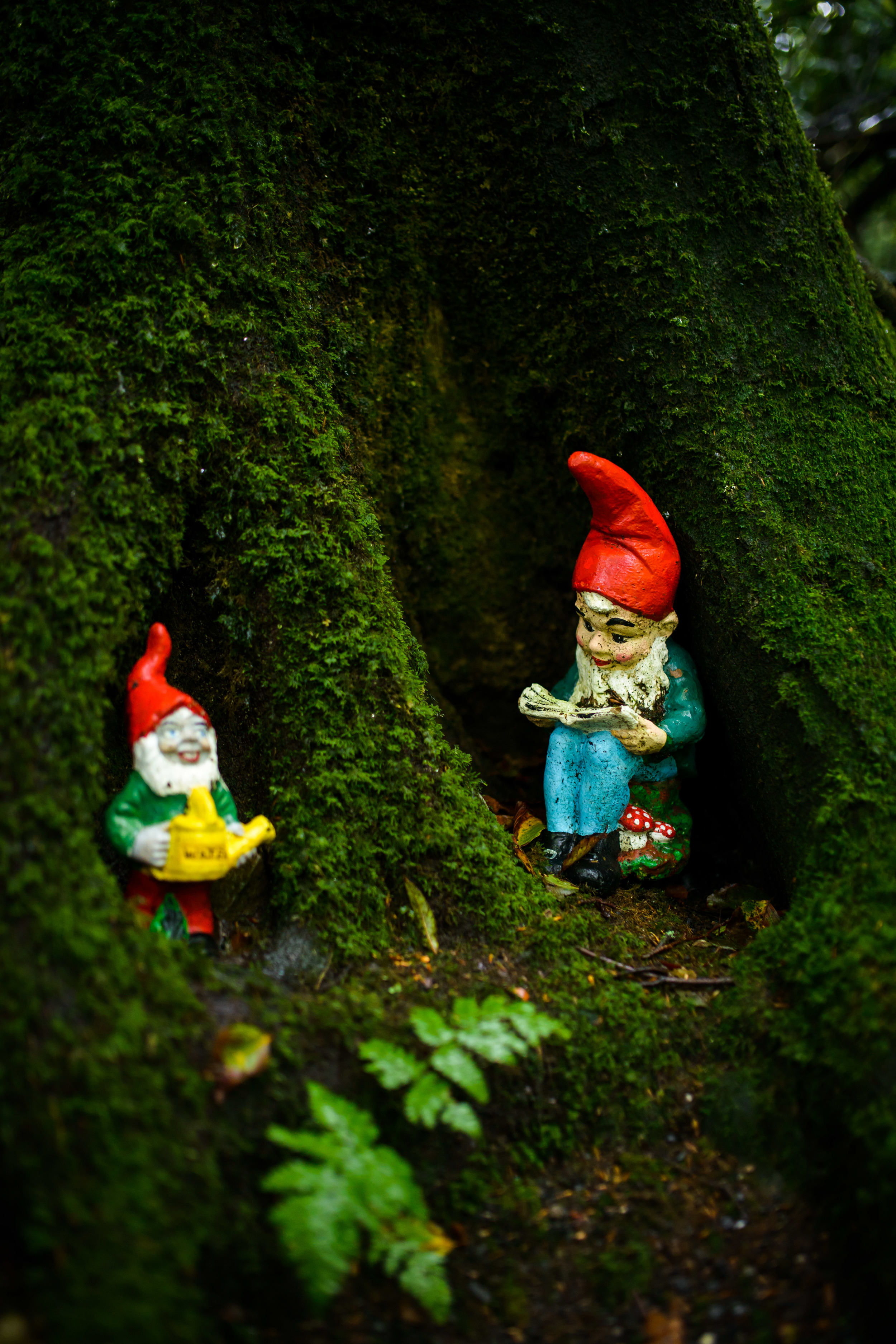 GnomeReserve_Sept15_PLP-1.jpg