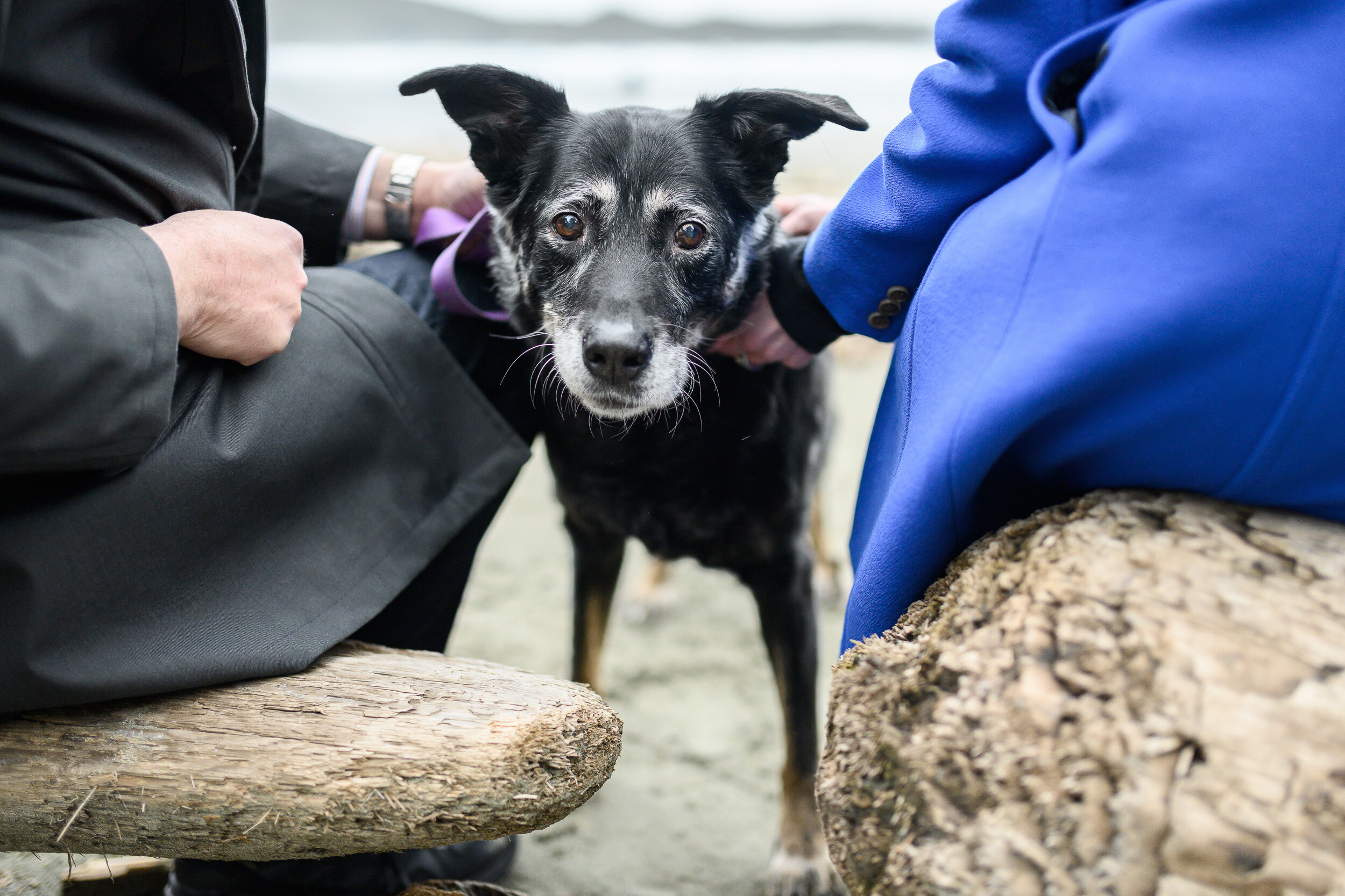 Tofino Pet Photographer