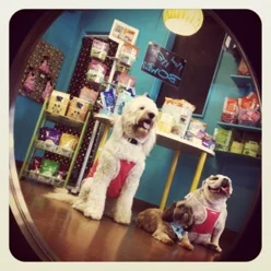 best food for fiv positive cats