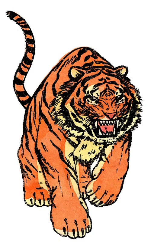 tiger.jpg