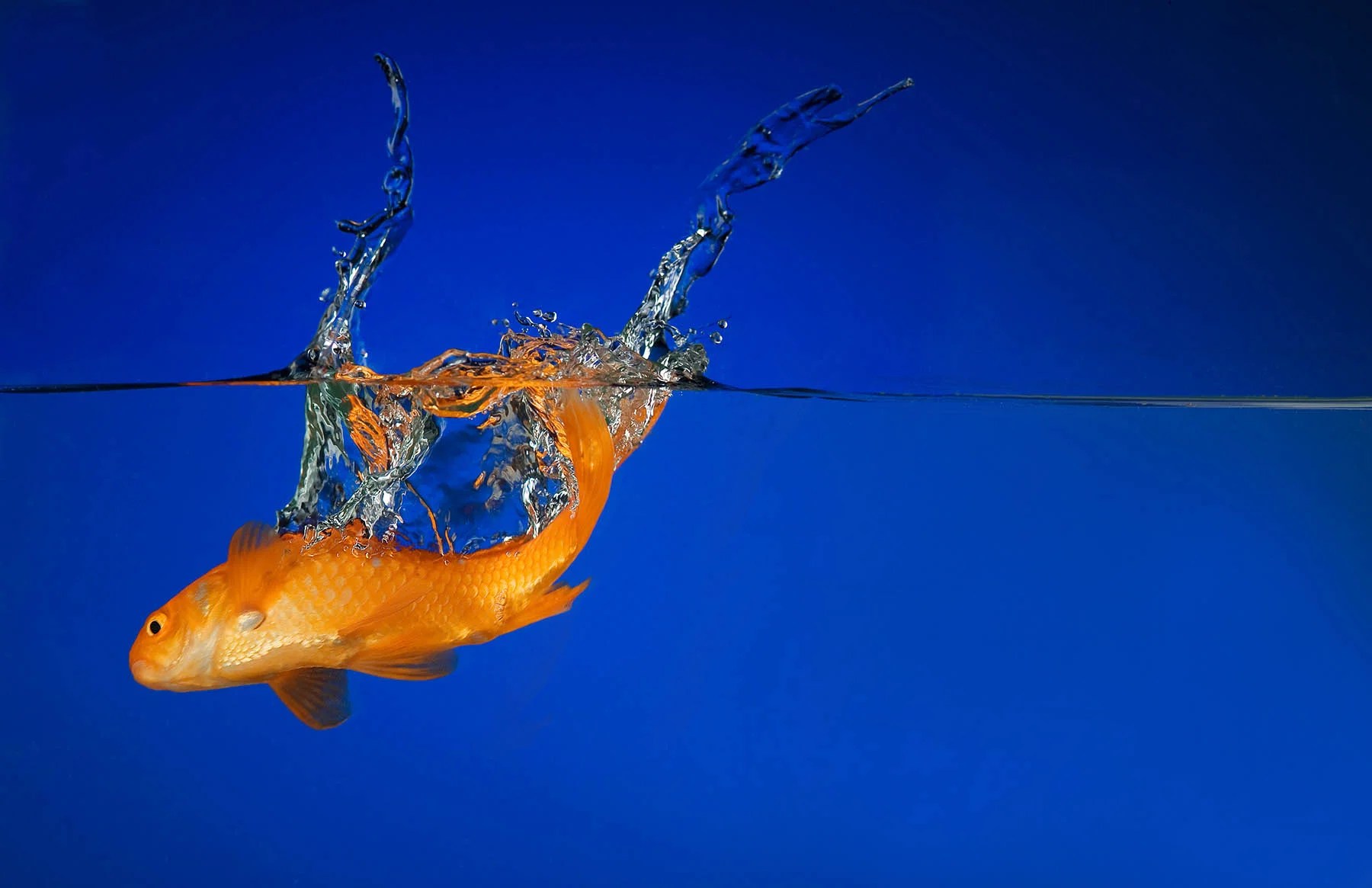 Goldfish