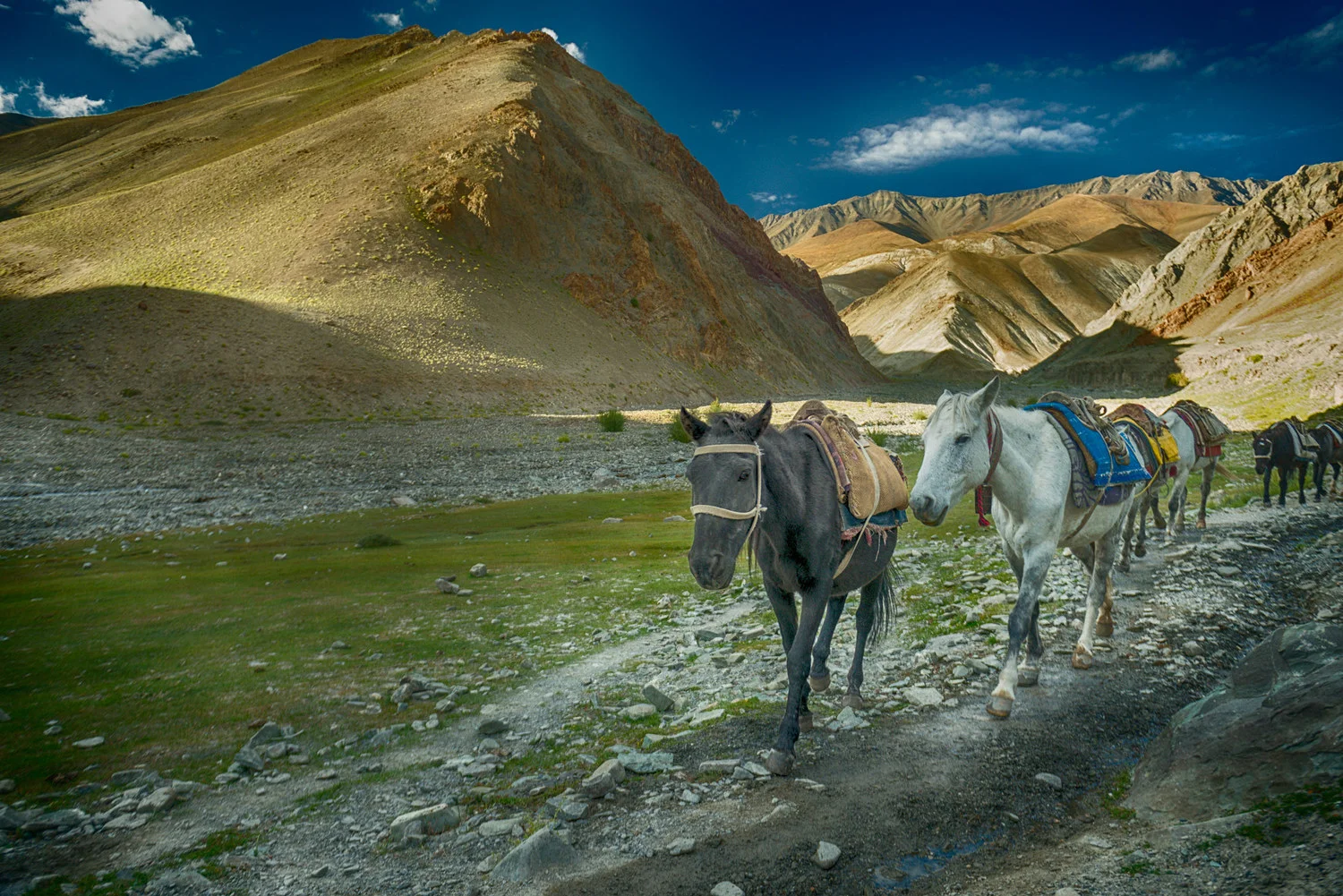 Horses in Ladakh India.jpg