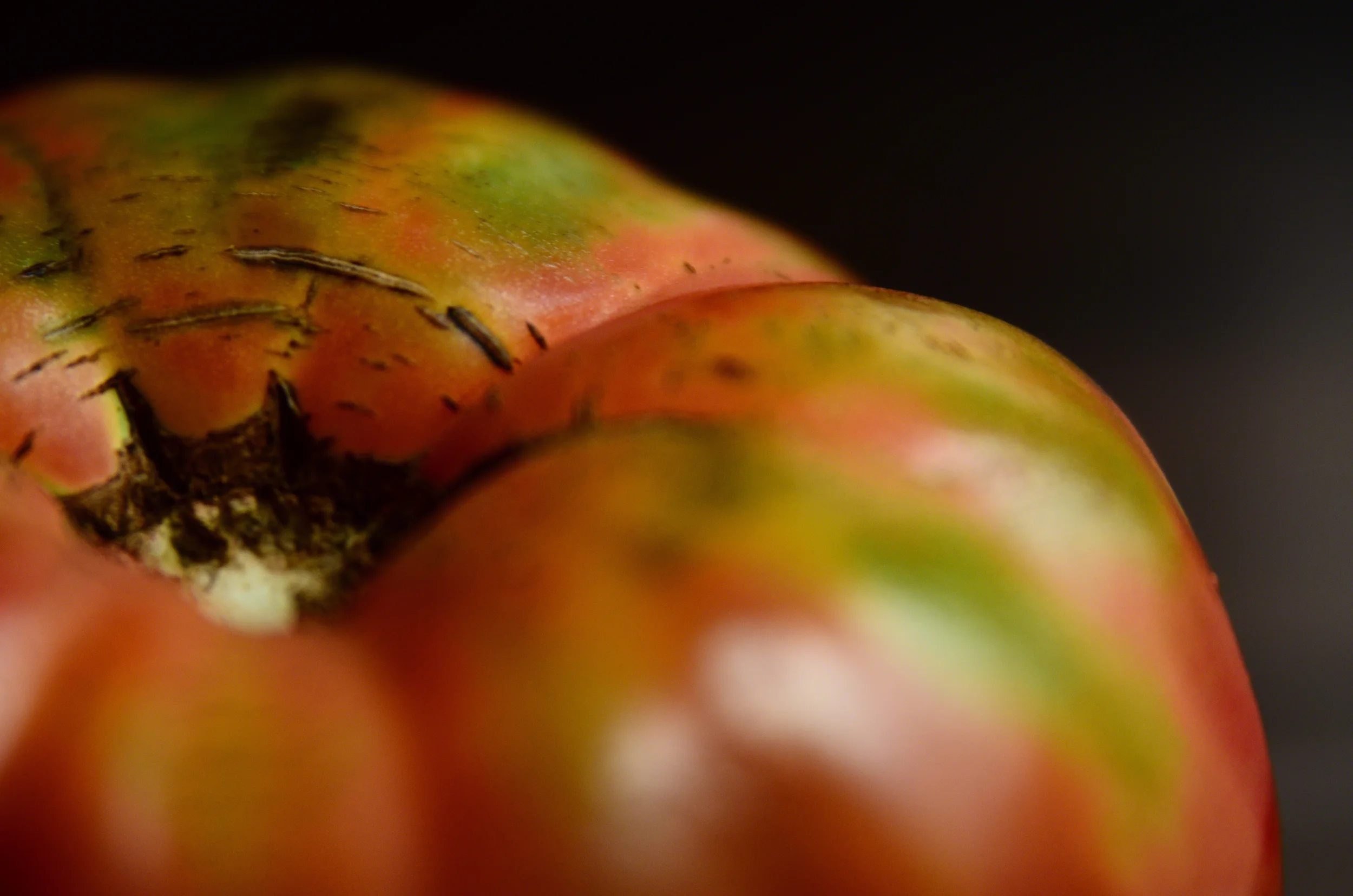 Tomato