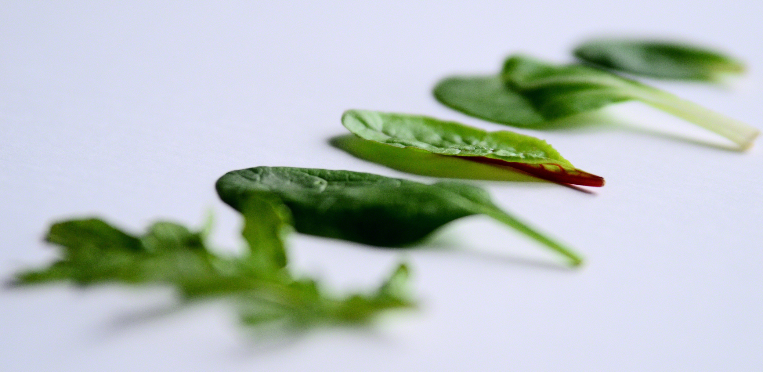 Blueberry Vinaigrette with Baby Greens and Toasted Walnuts | Seed Plant Water Grow