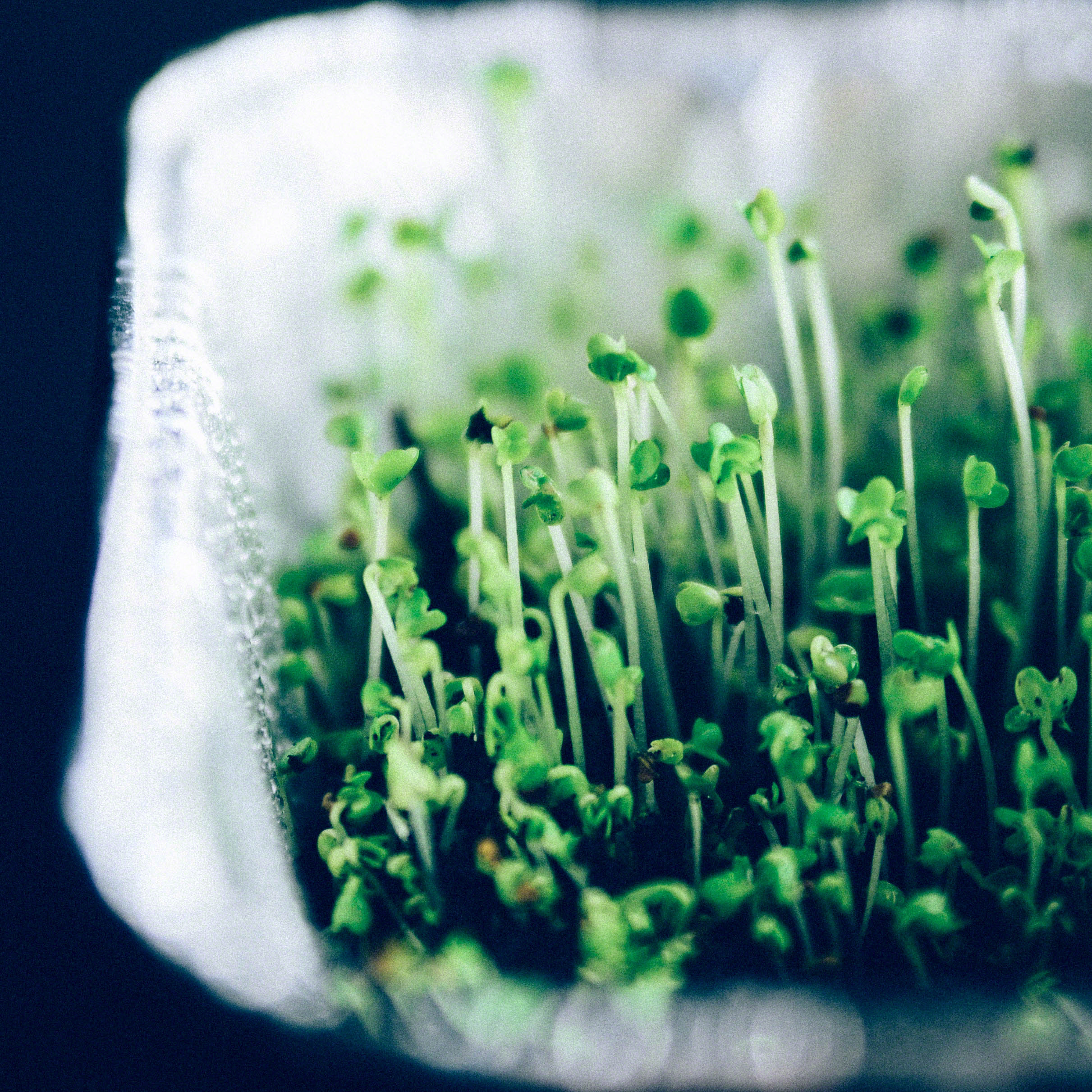 dm-mustardmicrogreens.jpg