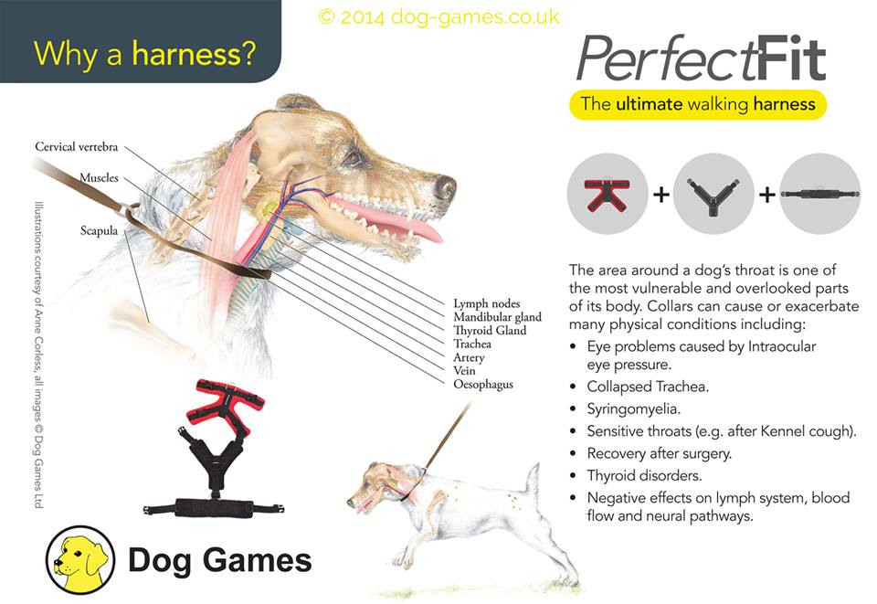 the perfect fit dog harness