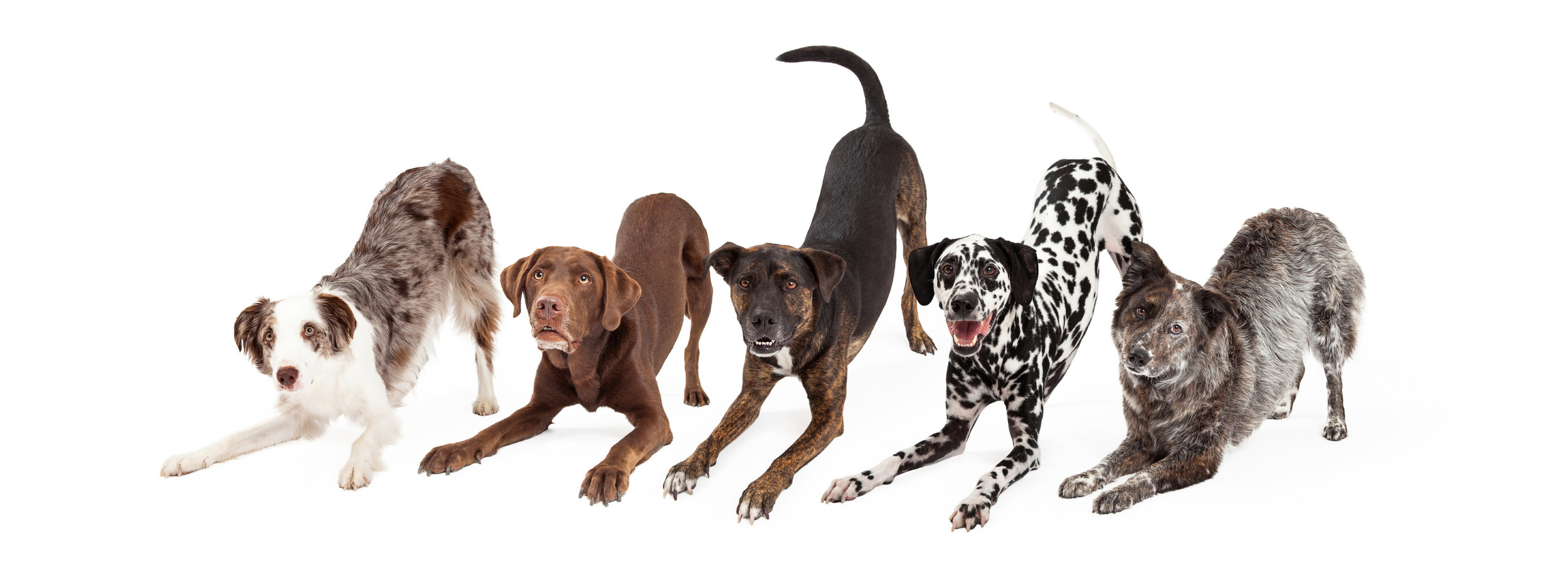 Photo by adogslifephoto/iStock / Getty Images