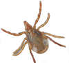 tick.png