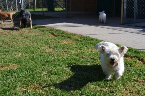 dog boarding yard 2 -5.jpg