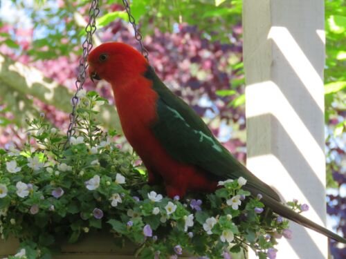 Resident King Parrot - 9.jpg