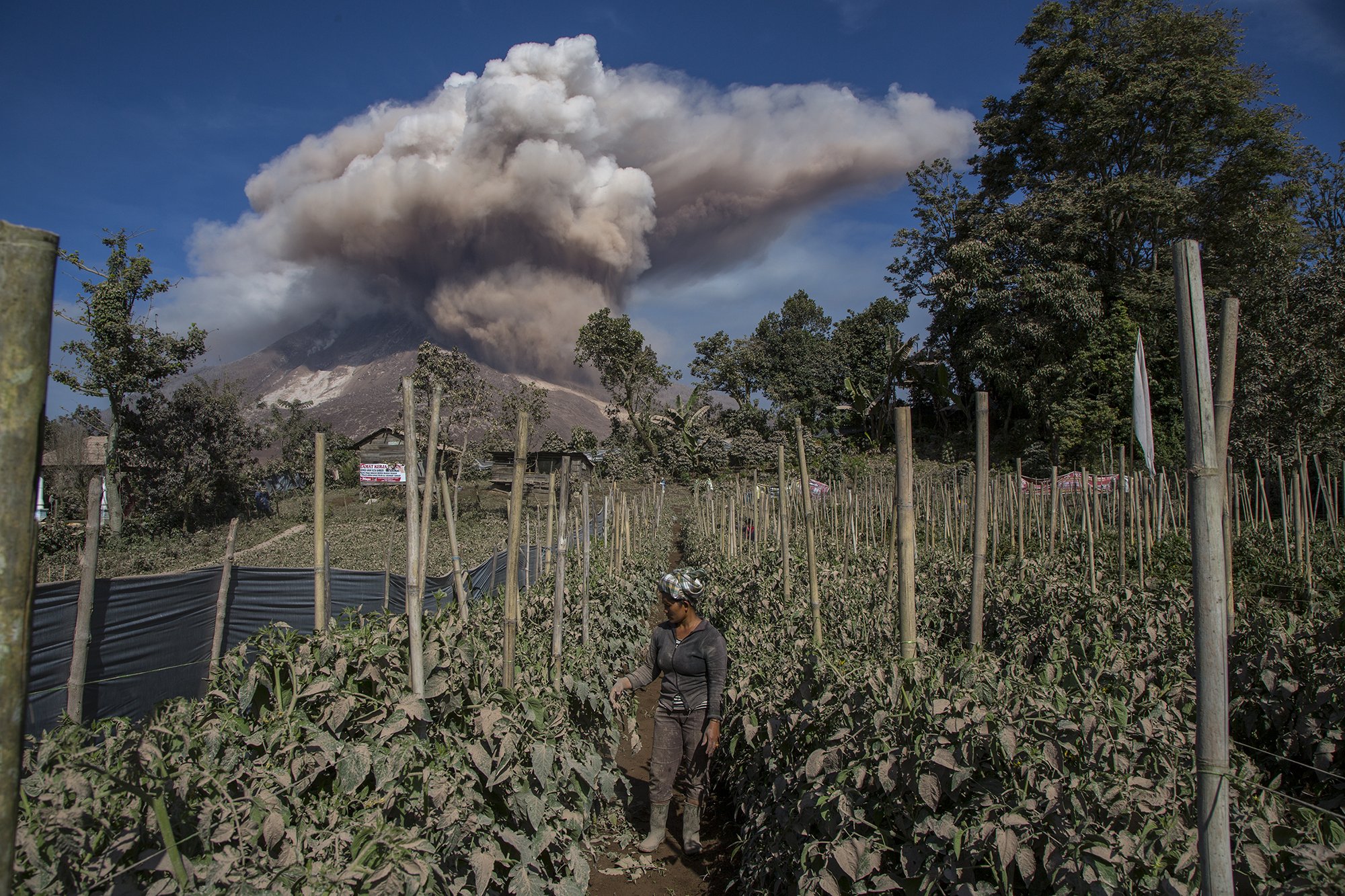Many of the inhabitants around Mount Sinabung are farmers. They take the risk to live near to the volcano because they can benefit from the fertile soils in the area, growing rice, maize, tomatoes, chilli, cocoa, coffee, and more.