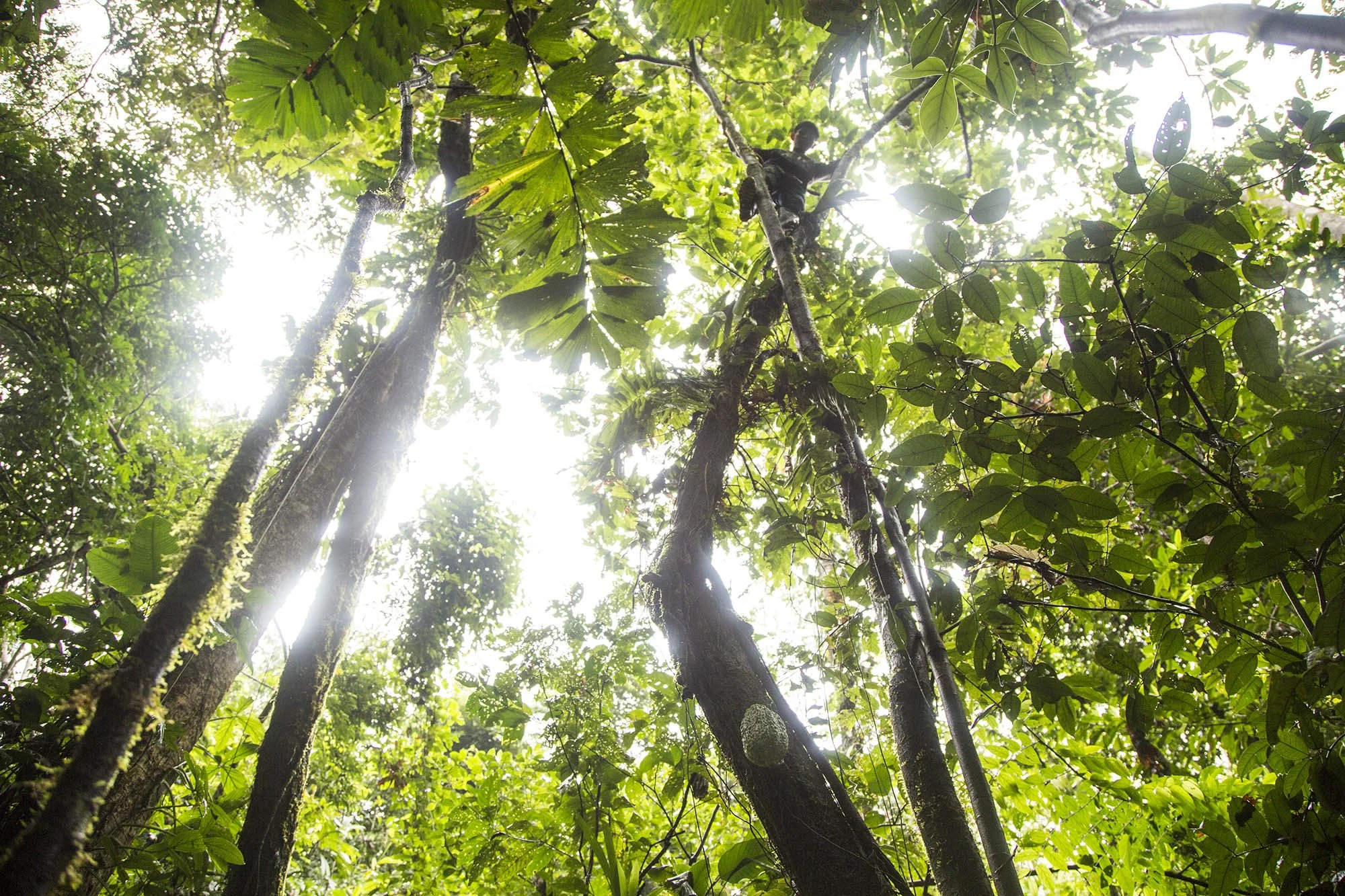 Yasuni