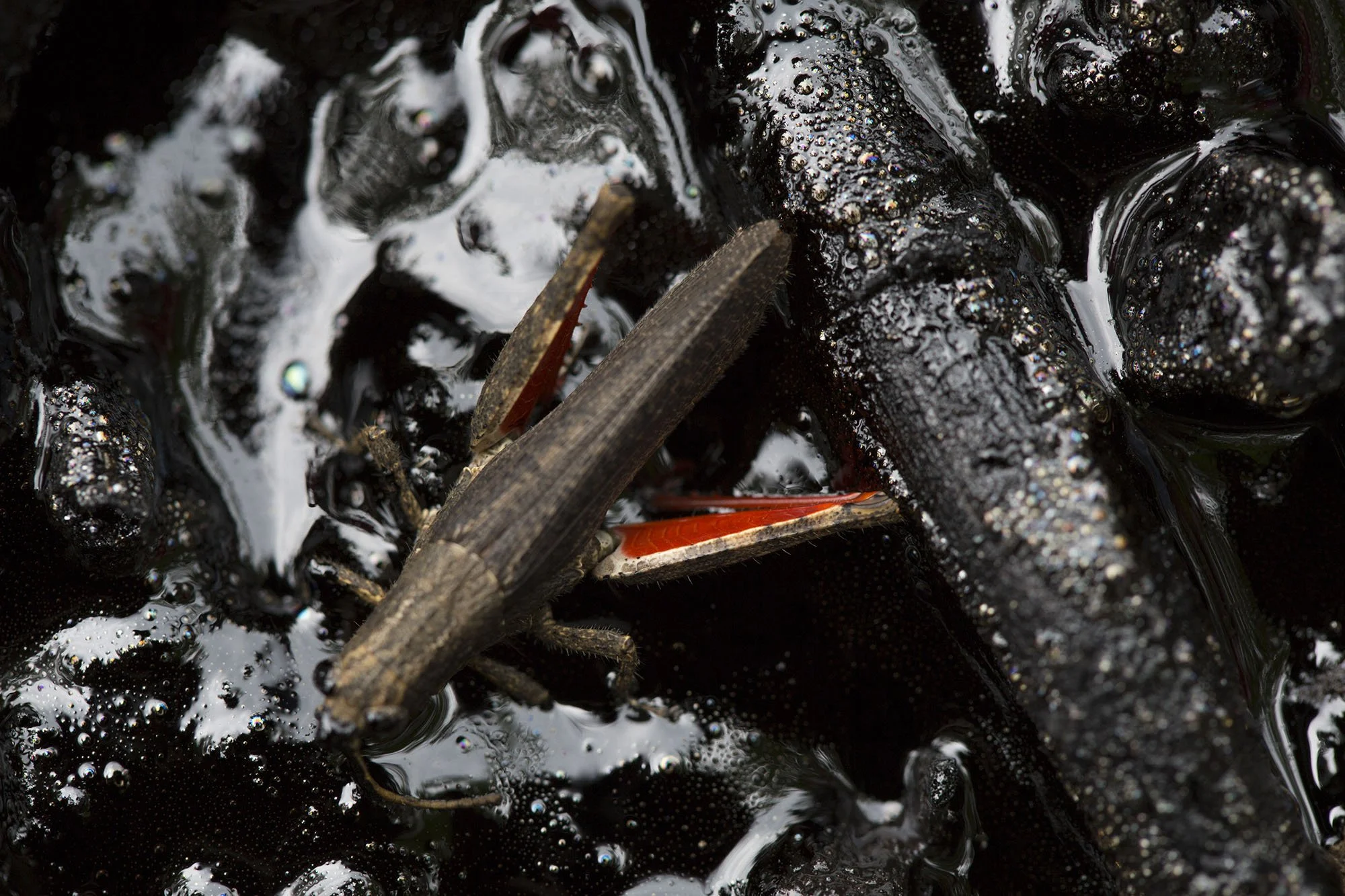 Sacha Well 53, Sucumbíos insects trapped in toxic waste pools left by Texaco’s oil operations. These hazardous ponds contaminate the environment, threatening wildlife and local communities in the Amazon.