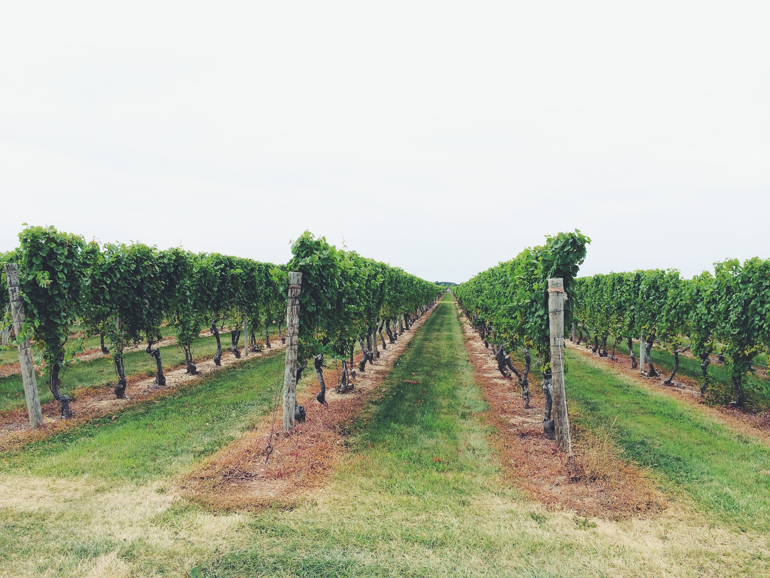  Lenz vineyard 