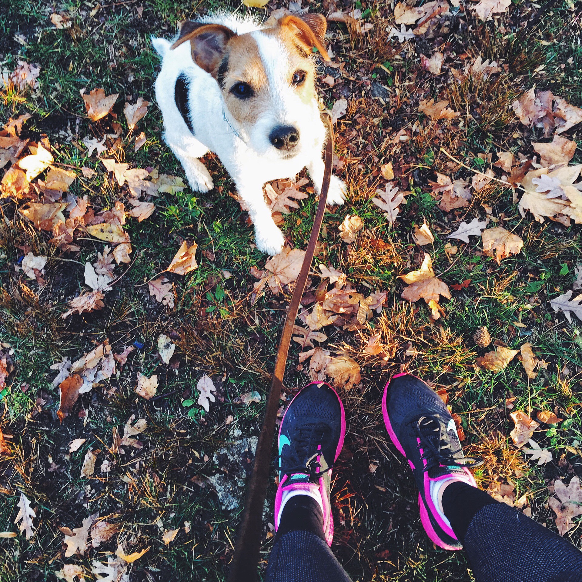 Having a high energy furry friend has always served as a great motivator to get out early and run. 