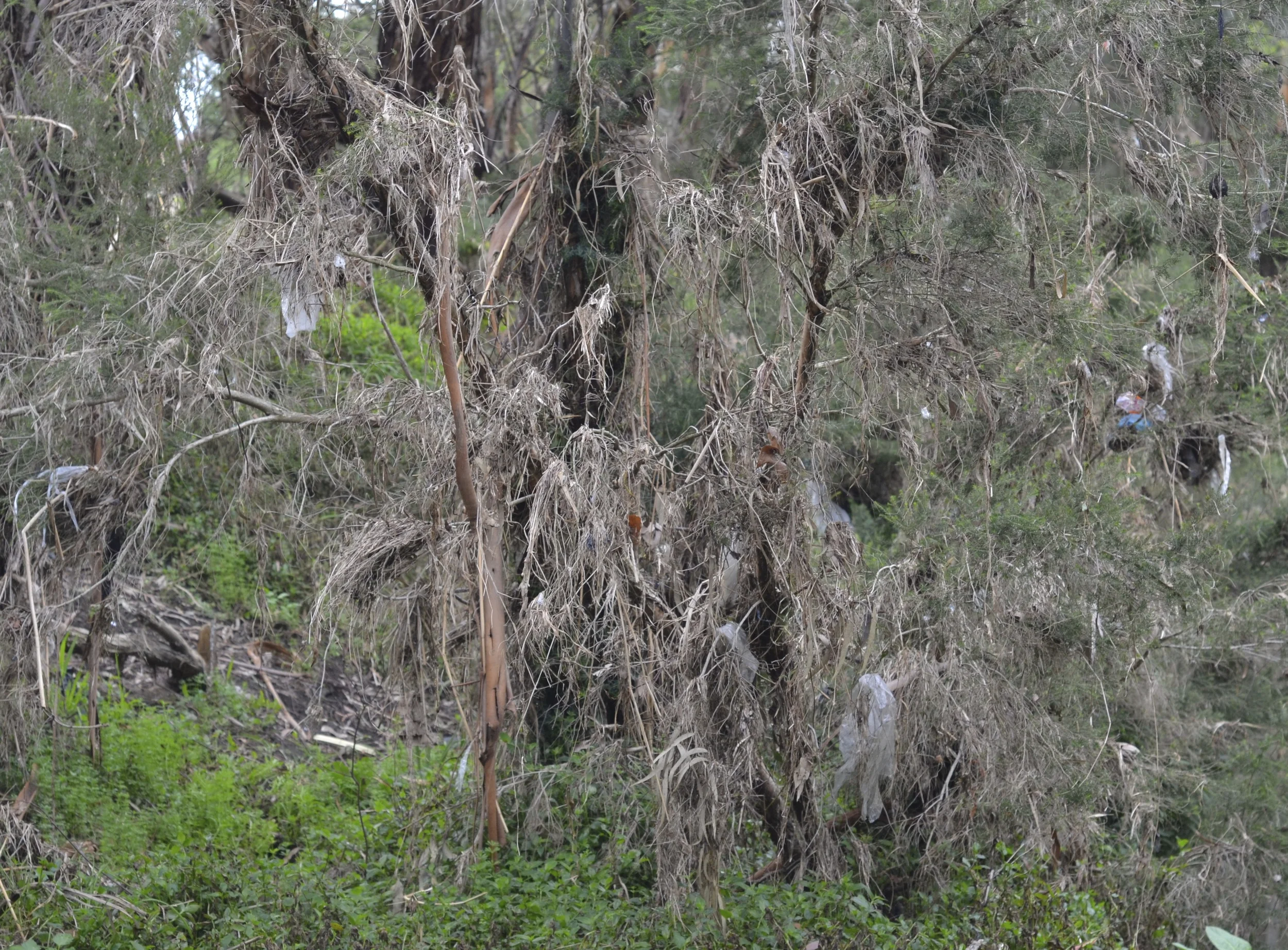 Location scouting Green Paw (2013)