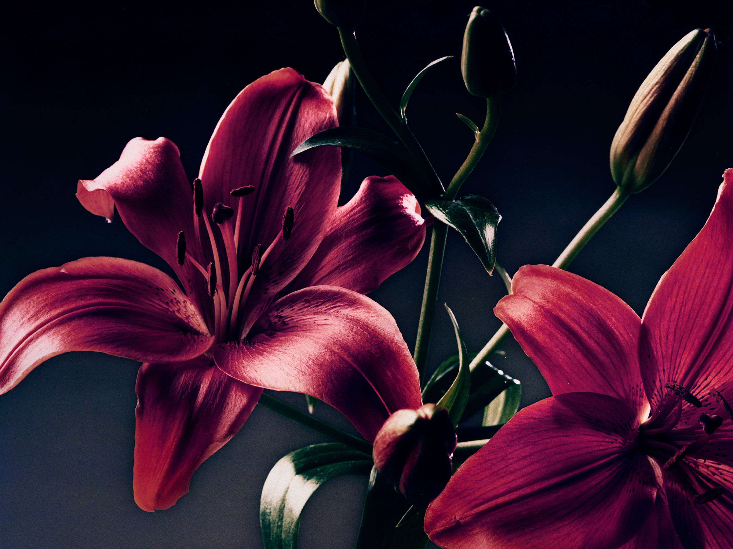 ROTE LILIEN Close UP 