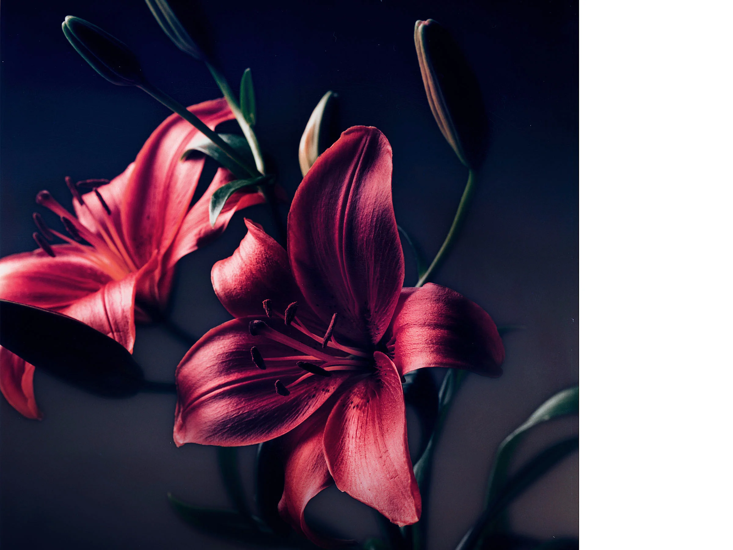 ROTE LILIEN Close UP 
