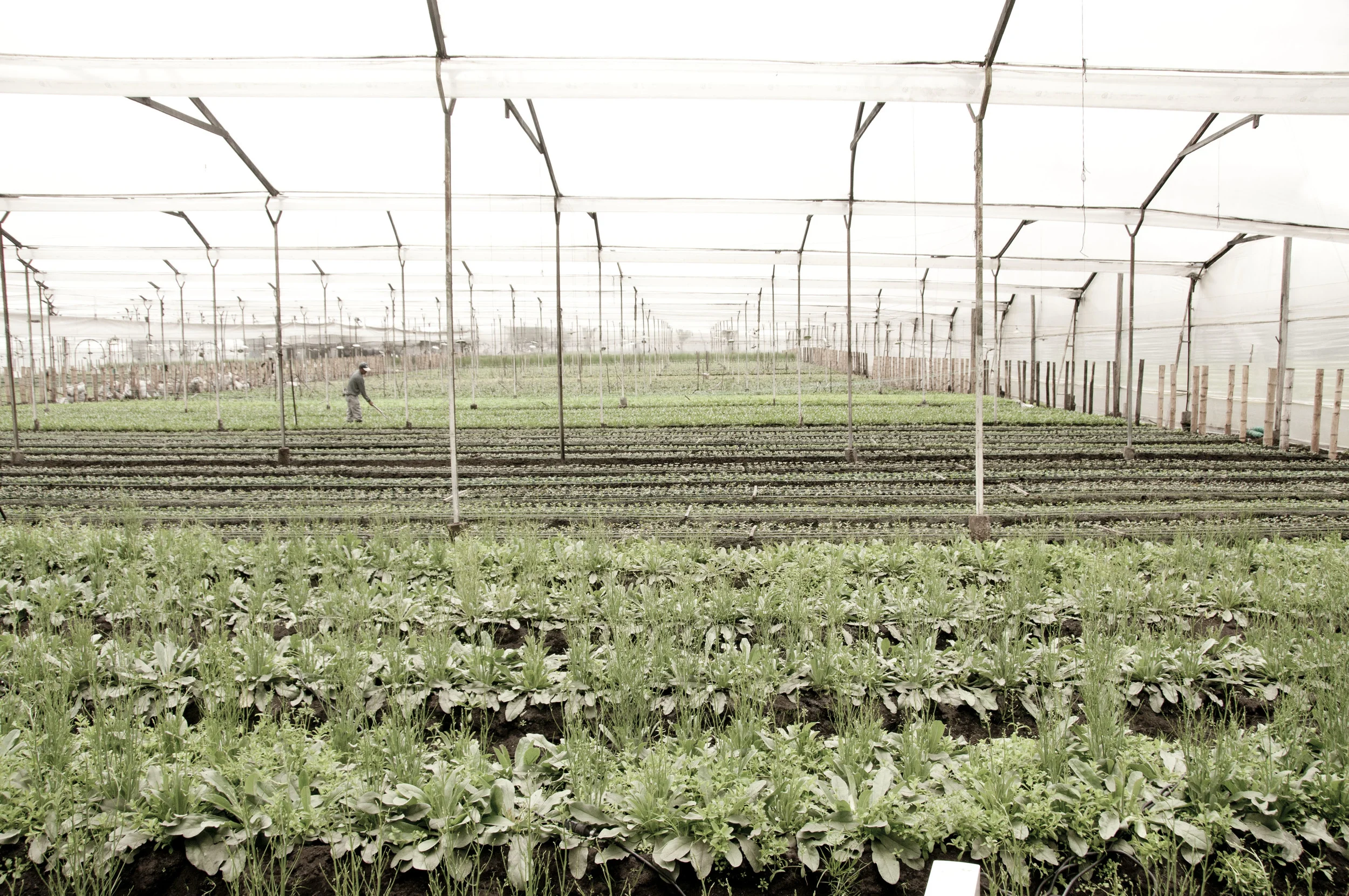 Cultivo10 copy.jpg
