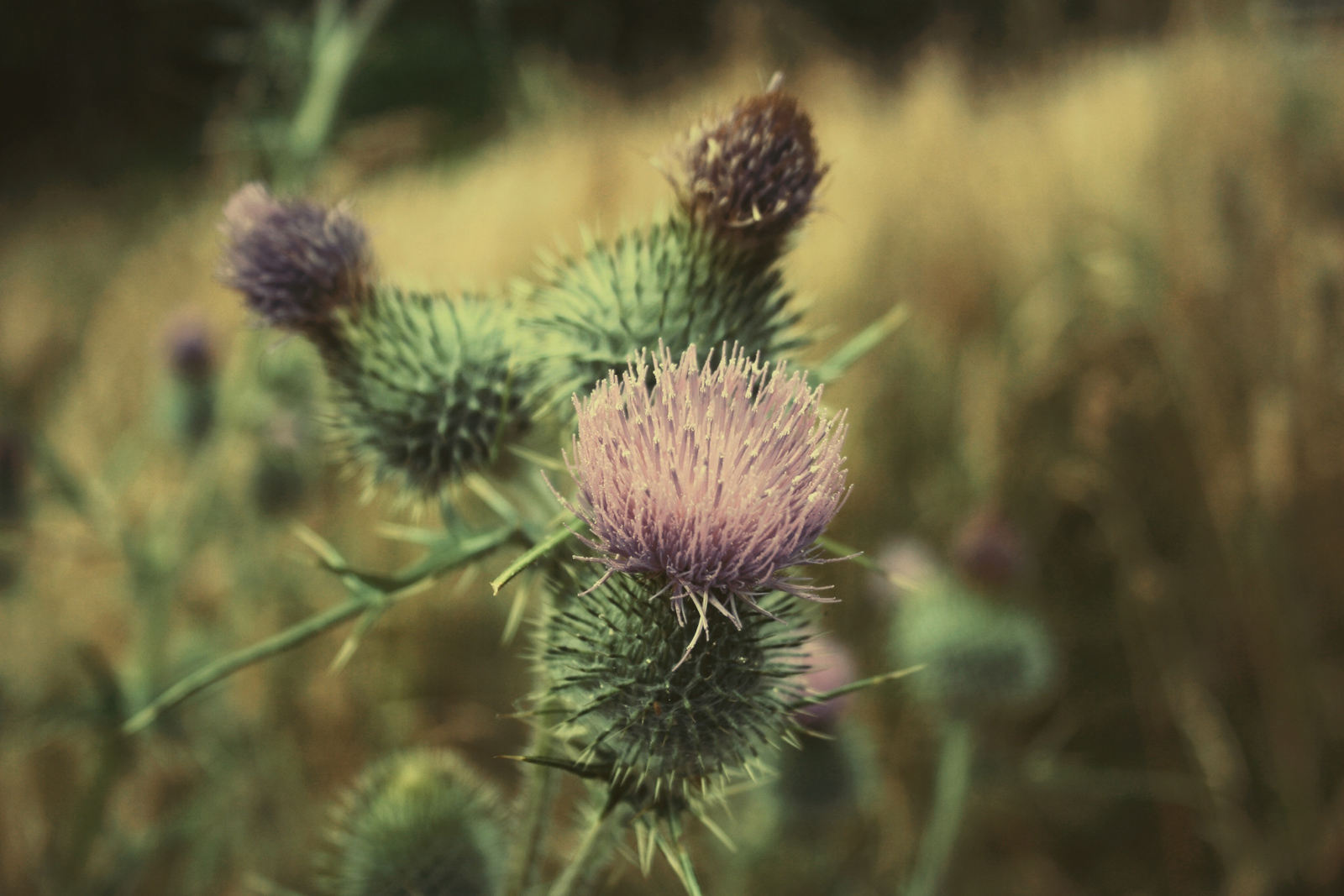 Thistle.jpg