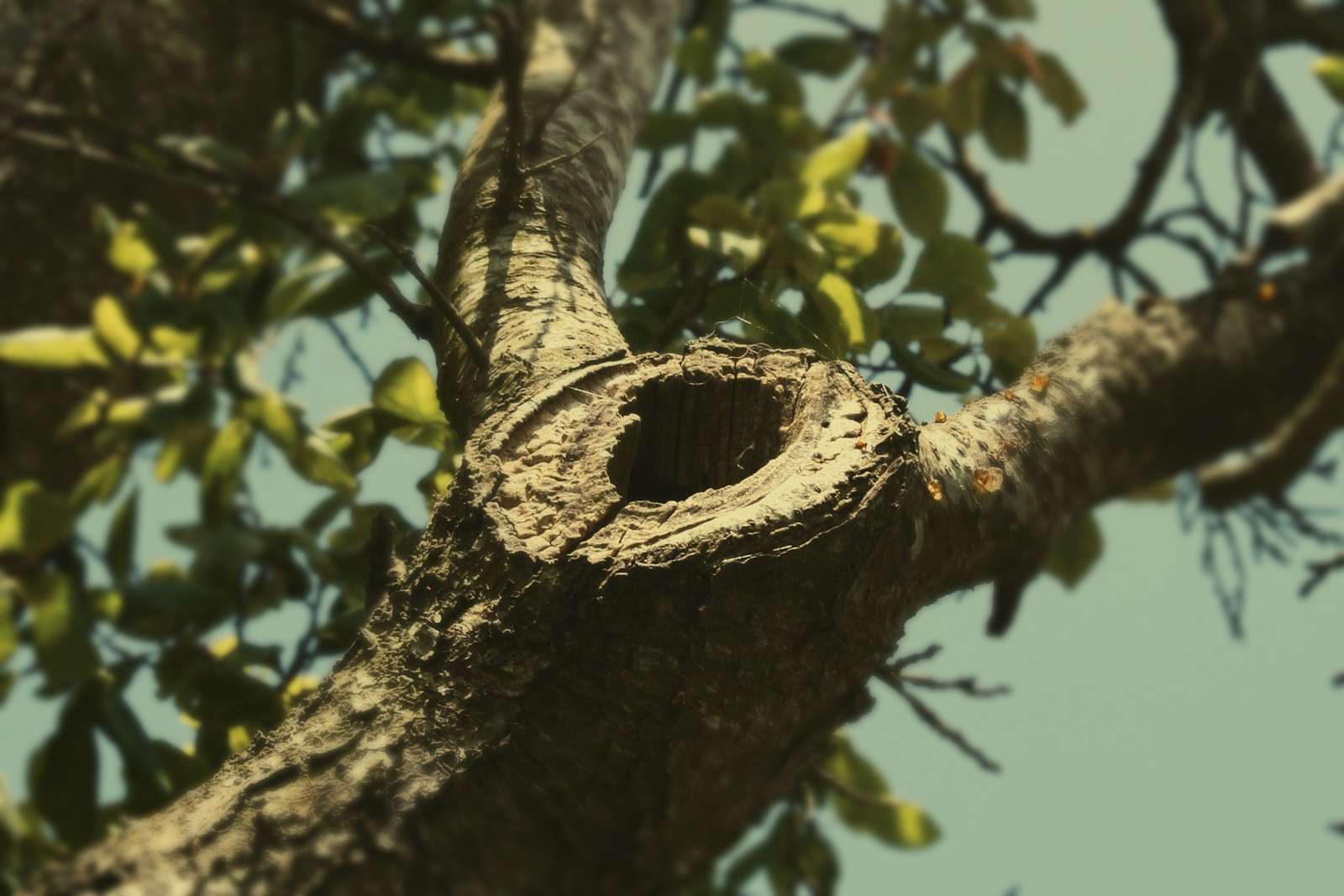 woodpecker-hole.jpg