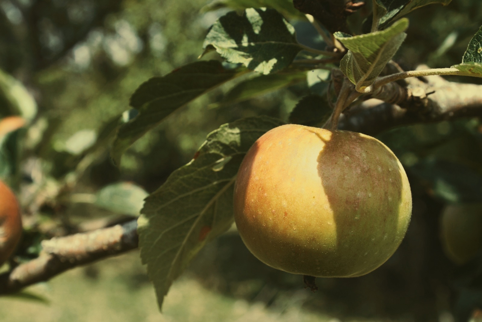 apples.jpg