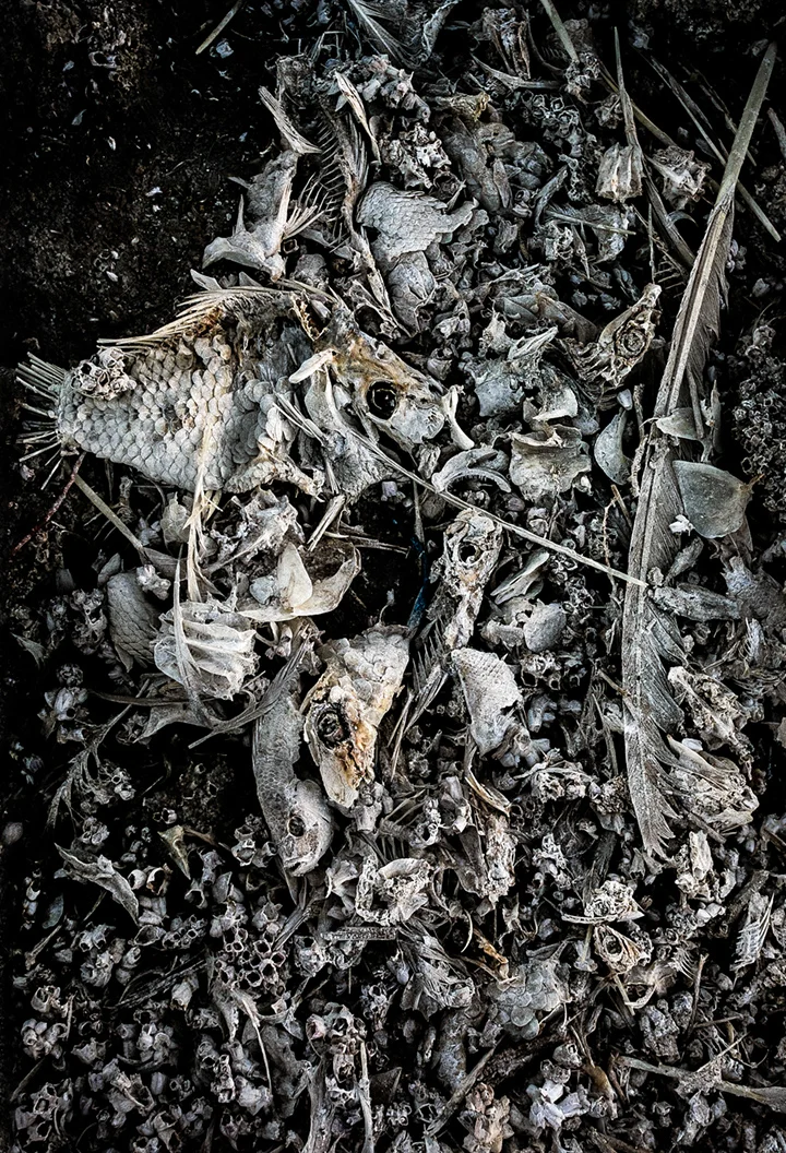 Desiccated tilapia. ©2014 John Halpern