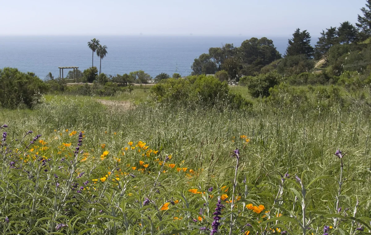 In order to begin construction, residential developers in Santa Barbara County are required to set aside a certain amount of open space for native plants. Here, at Summerland Heights, Mexican sage and other ornamentals on the boundary of a homeowner’s property abut a field of native grasses and poppies planted by Enviroscaping.