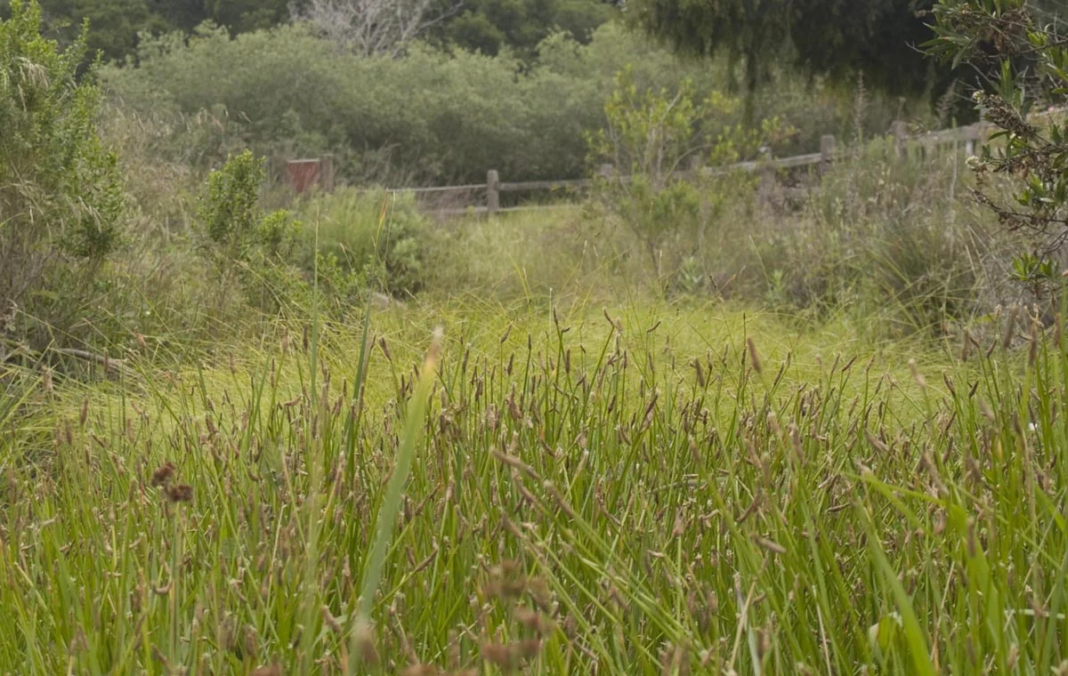Bioswell construction, Atascadero Creek, Creeks division, City of Santa Barbara Parks & Recreation.
