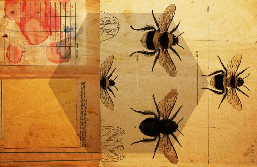 Apidae (11x17 web preview).jpg