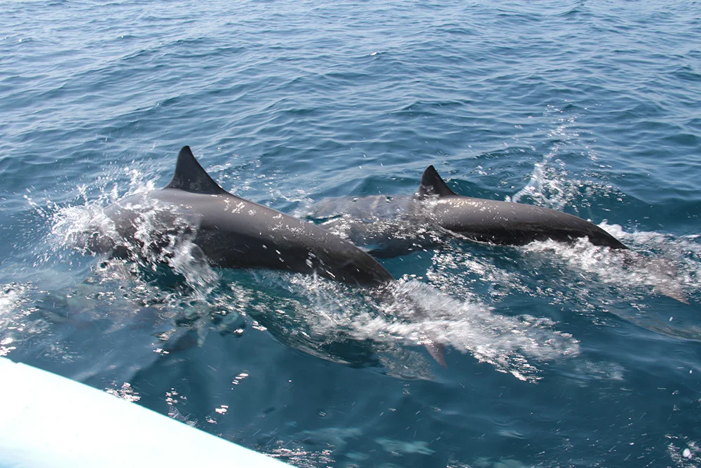 huatulco_bay_tour_dolphins.jpg