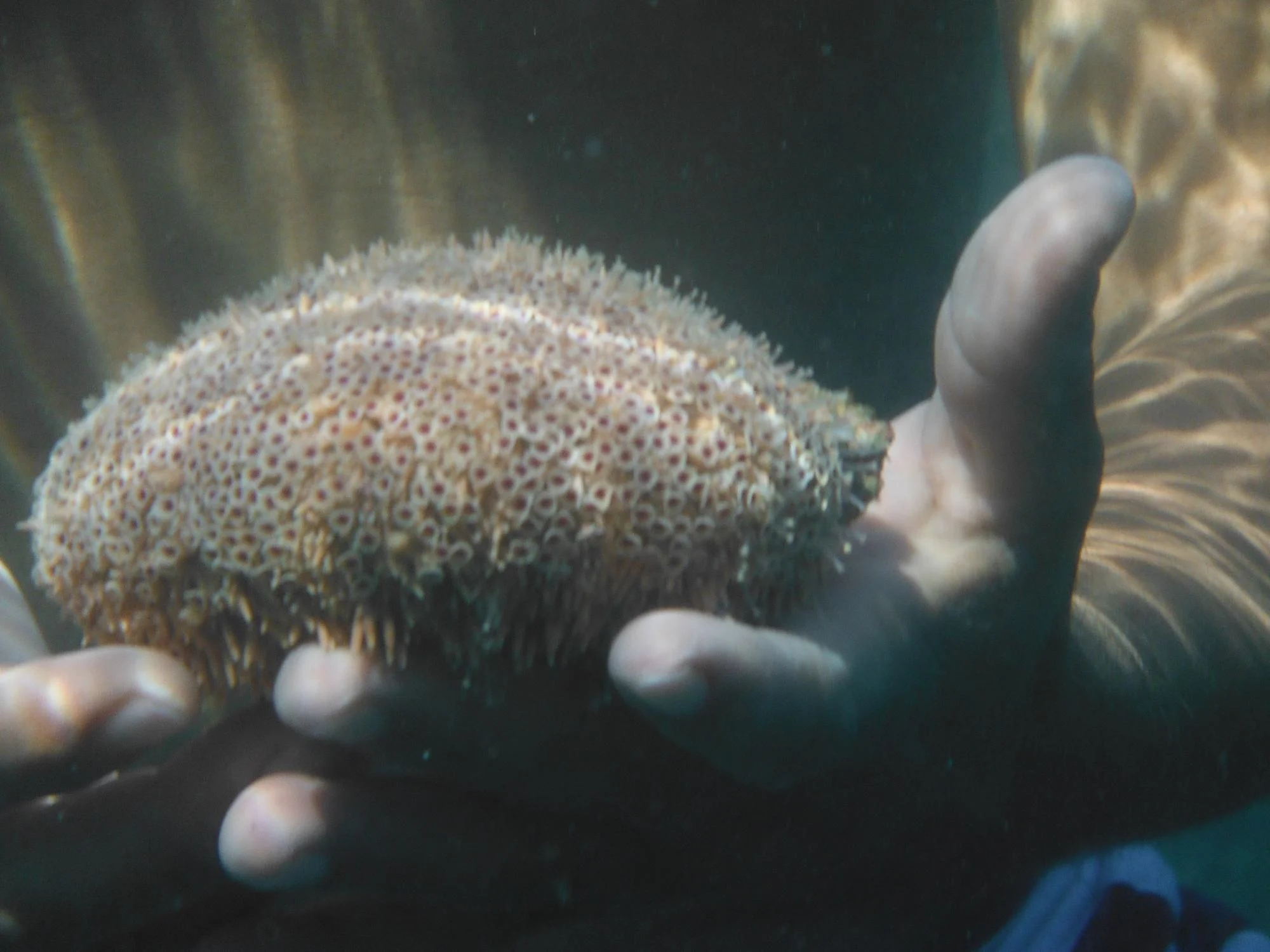 an-ocean-friend-so-very.jpg