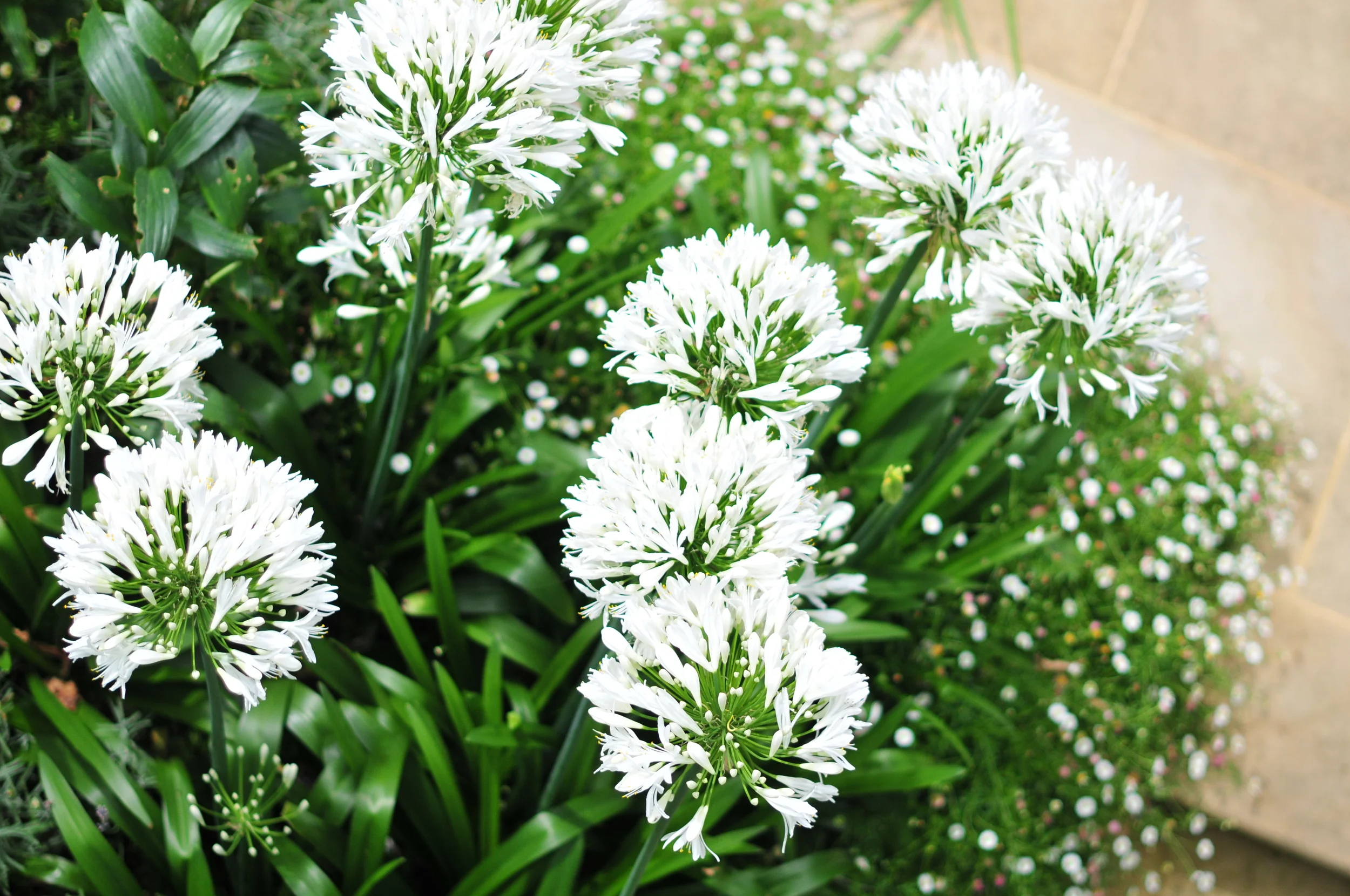 DSC_9348.JPG