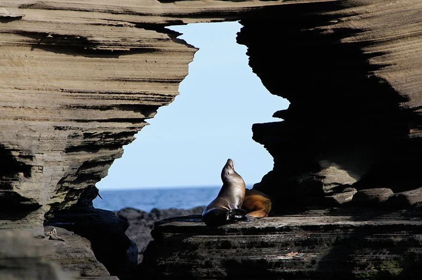 Galápagos Sea Lion, Puerto Egas