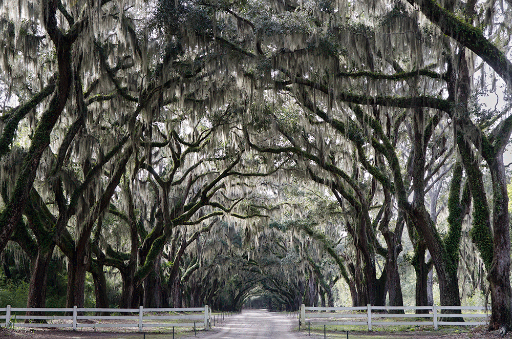 Oak Avenue, Savannah, Georgia