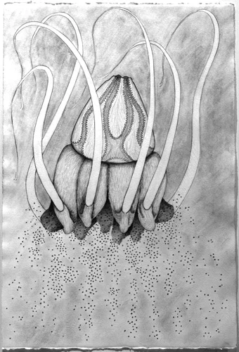 HelmetJelly_graphite_on_paper_15x22_3.jpg