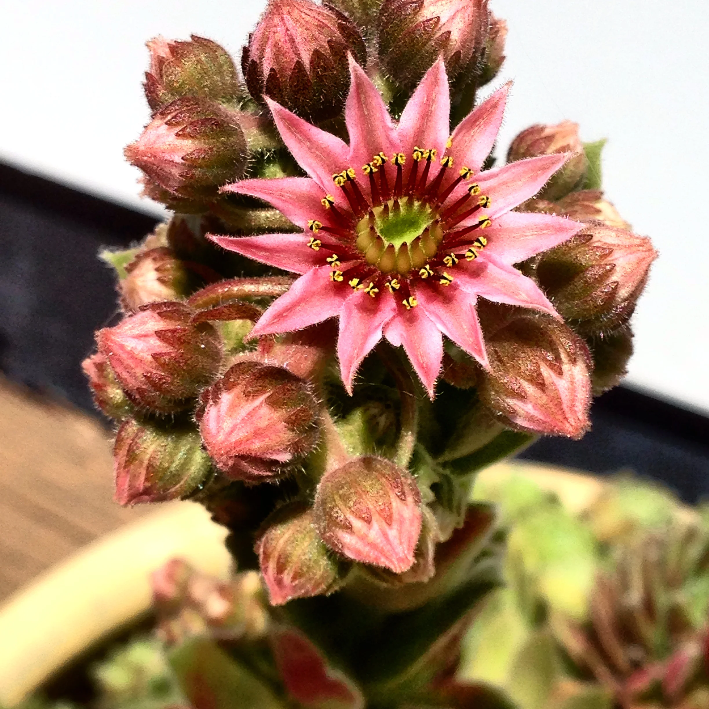 Hens n Chicks Sprout