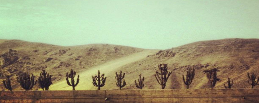 busk and bask desert backdrop.jpg