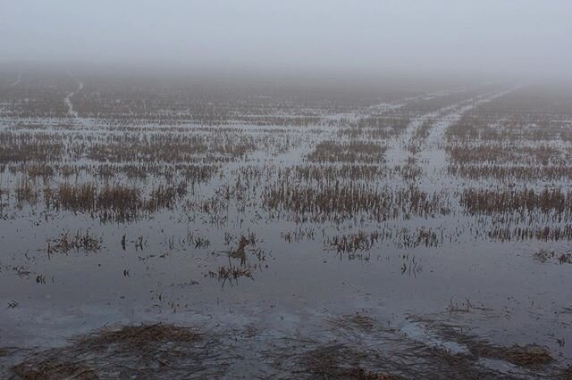 And another from that wetlands series of #photos I was lucky enough to make. Since good things come in threes. #farmlands