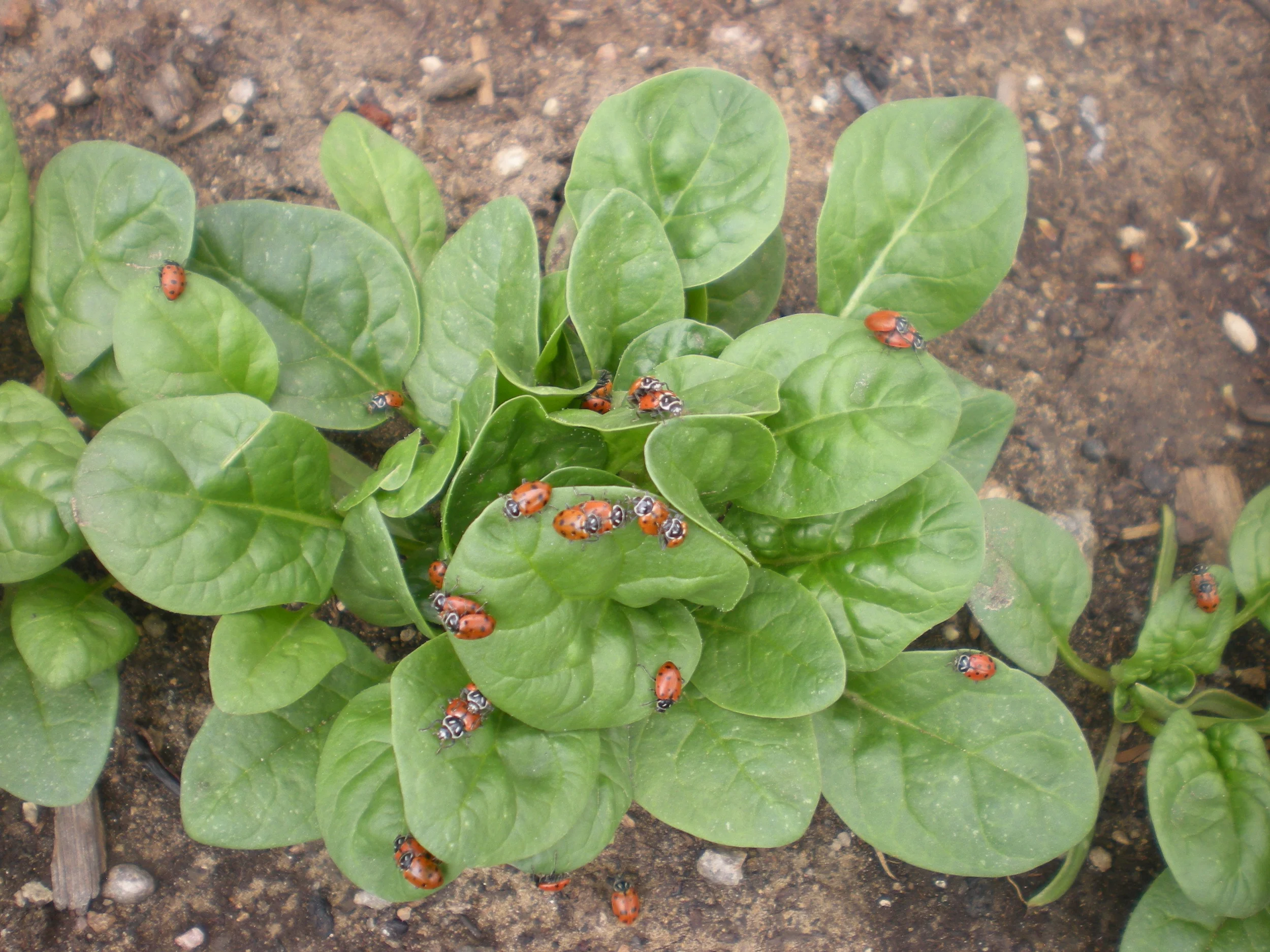 lady's on spinach