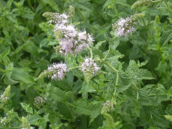 Flowering Peppermint