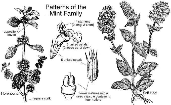 Posted with permission from Wildflowers and Weeds . Please enjoy! 