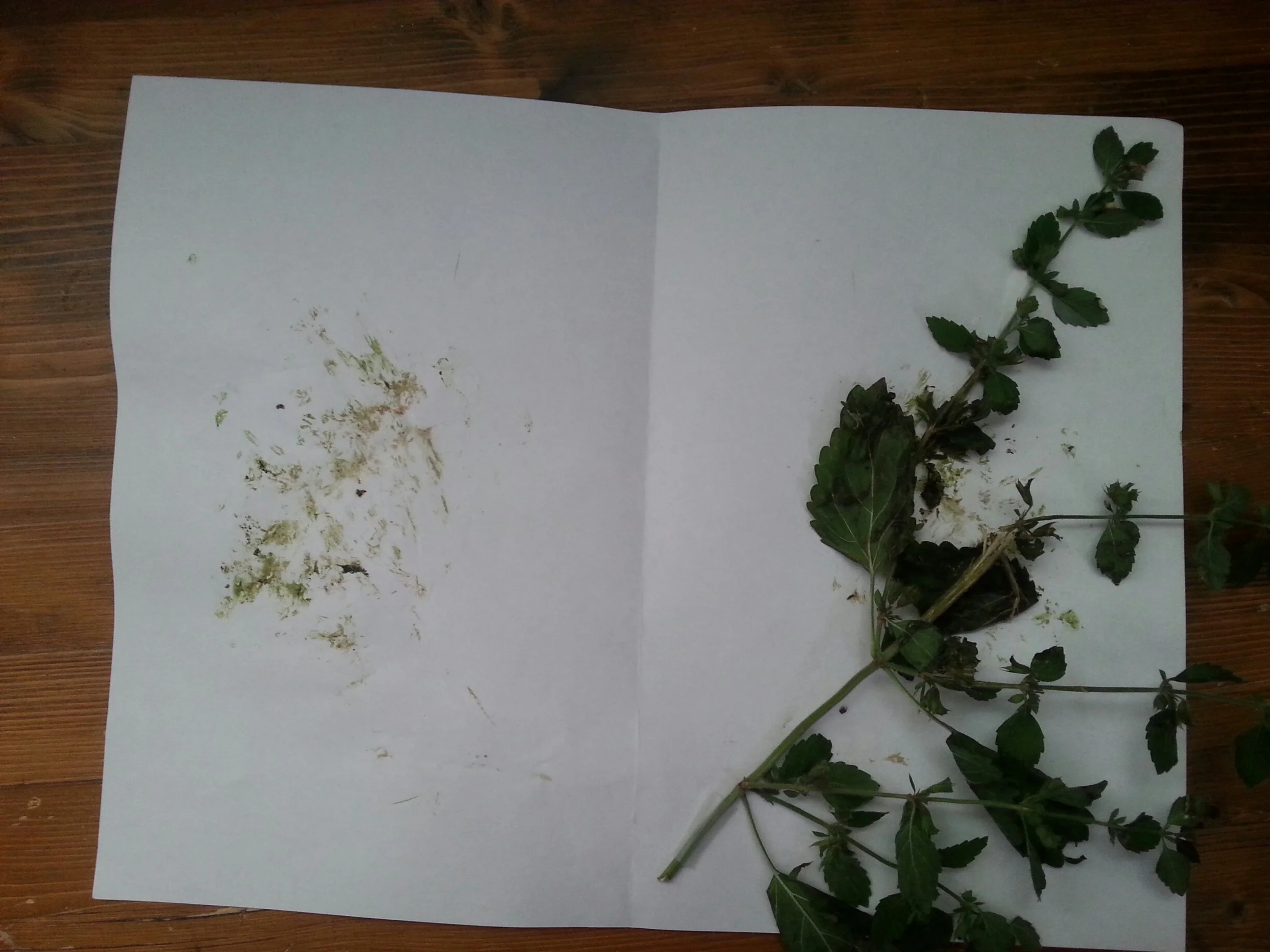 20130926_131205_resized_1.jpg