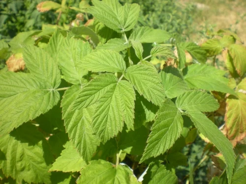 Red Raspberry Leaves