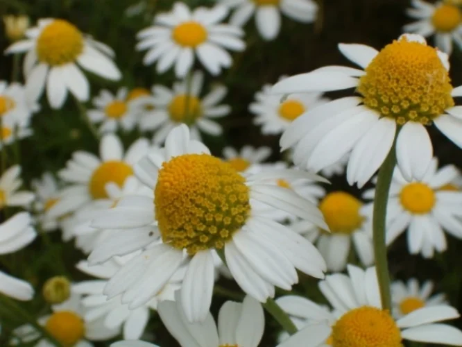 Chamomile