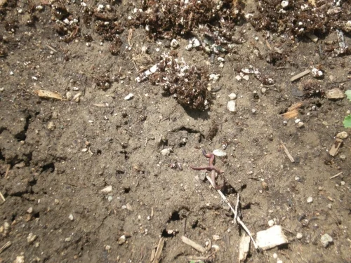Worms Being Released Into The Garden