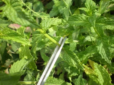 harvestingmint.jpg